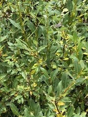 Salix monticola
