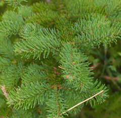 Abies procera