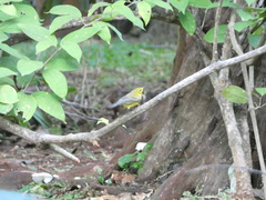 Setophaga discolor