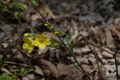 Aureolaria levigata