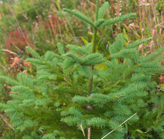 Abies procera