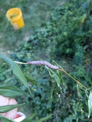 Parallelia bistriaris