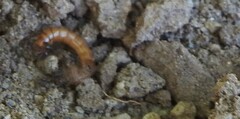 Blapstinus