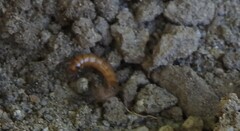 Blapstinus
