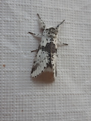 Furcula scolopendrina