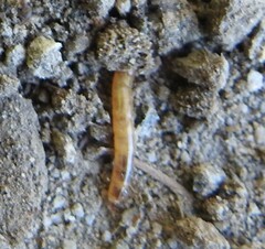Blapstinus