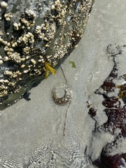 Anthopleura xanthogrammica