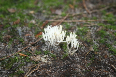 Ramariopsis kunzei