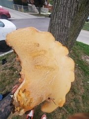 Cerioporus squamosus