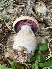 Laccaria ochropurpurea
