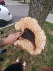 Cerioporus squamosus