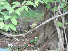 Setophaga discolor