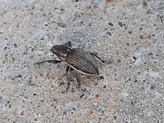 Naupactus leucoloma