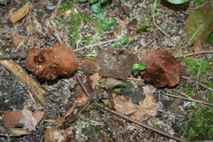 Coltricia cinnamomea