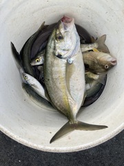 Aldrichetta forsteri