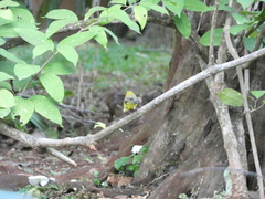 Setophaga discolor
