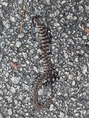 Nerodia sipedon pleuralis