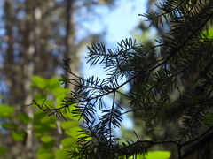 Abies lasiocarpa