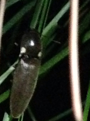 Deilelater physoderus