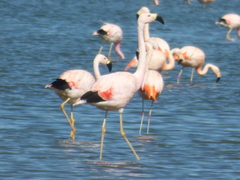 Phoenicoparrus andinus