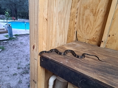 Nerodia fasciata pictiventris