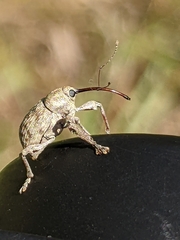 Curculio