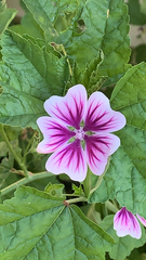 Malva sylvestris
