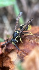 Vespula vidua