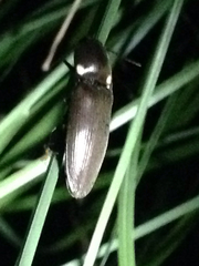 Deilelater physoderus