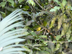 Setophaga discolor