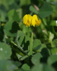 Medicago polymorpha