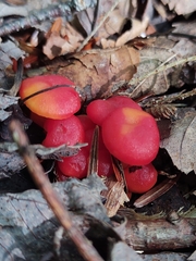 Hygrocybe coccinea