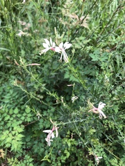 Oenothera filiformis