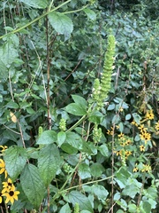 Agastache nepetoides