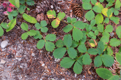 Fragaria