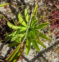Sabatia kennedyana