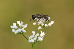 Ectemnius