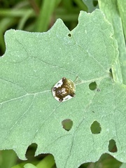 Helocassis testudinaria