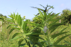 Sesamum indicum