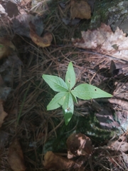 Lysimachia borealis
