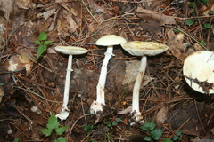 Amanita lavendula