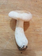 Lactarius torminosus