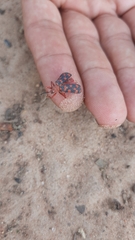 Sceloenopla maculata