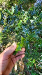 Ilex aquifolium
