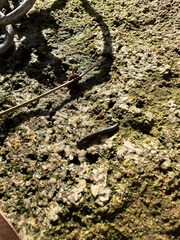 Ommatoiulus moreleti