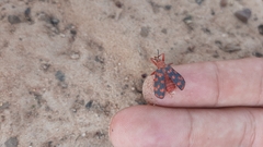 Sceloenopla maculata