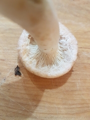 Lactarius torminosus