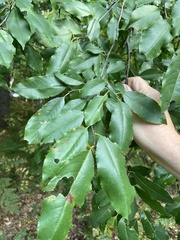 Prunus serotina