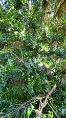 Ilex aquifolium