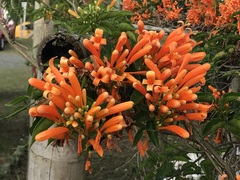 Pyrostegia